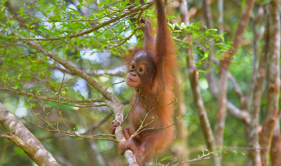 BOS Foundation Baby Orangutan Momo