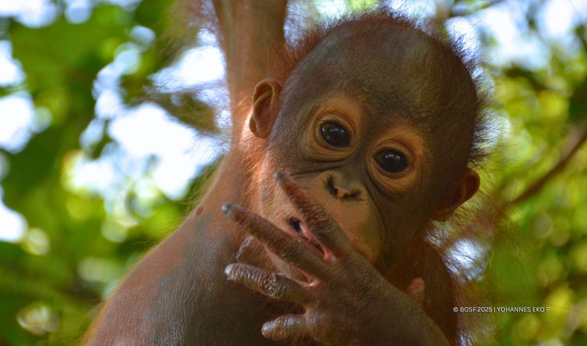 BOS Foundation Baby Orangutan Nia