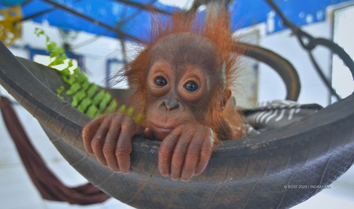 BOS Foundation Baby Orangutan Pororo