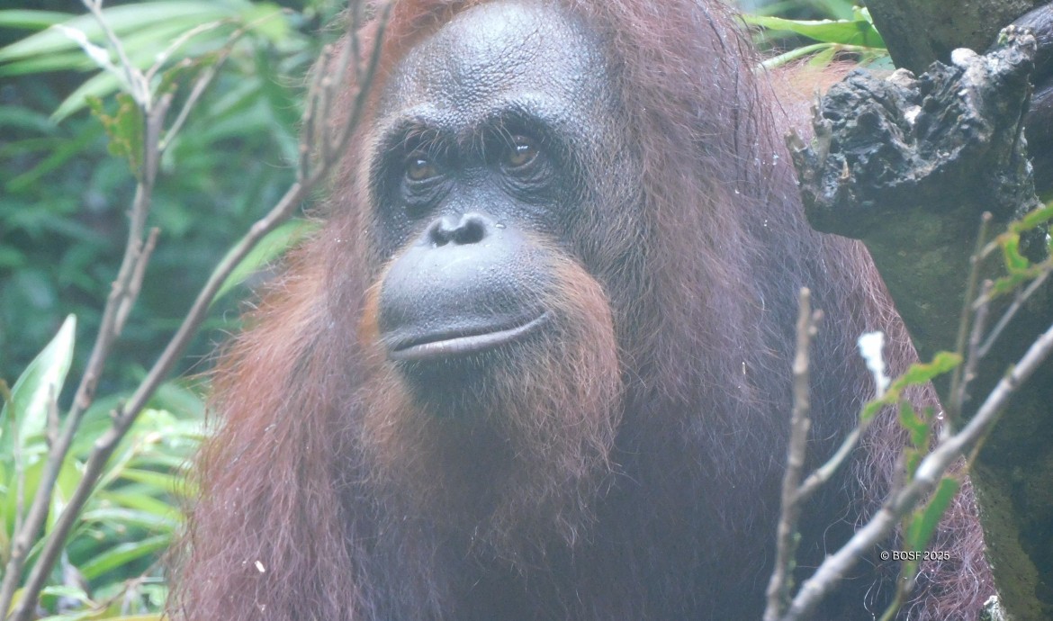 Cici the Orangutan