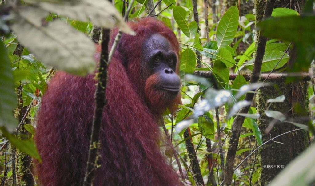Cici the Orangutan