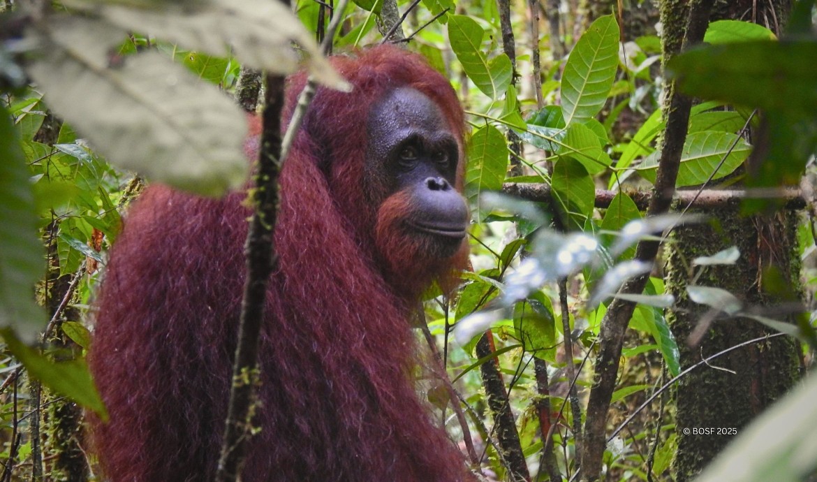 Cici the Orangutan