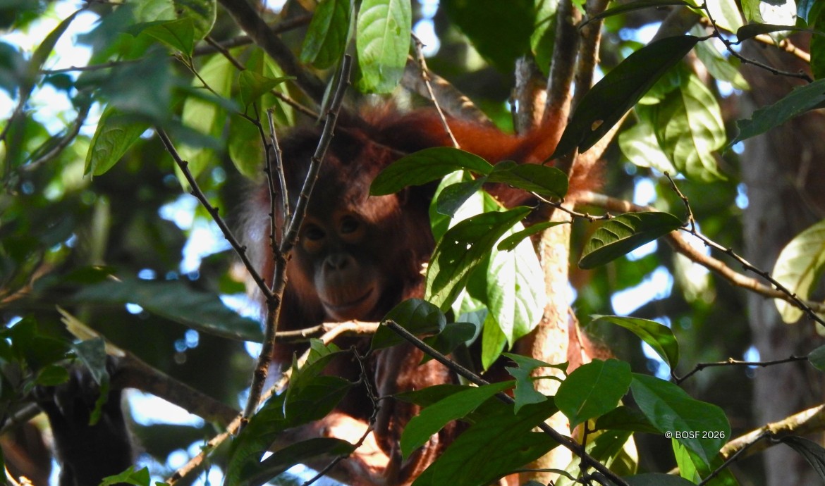 BOSF Indie in Batikap Forest