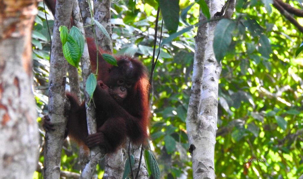 BOSF Indie in Batikap Forest