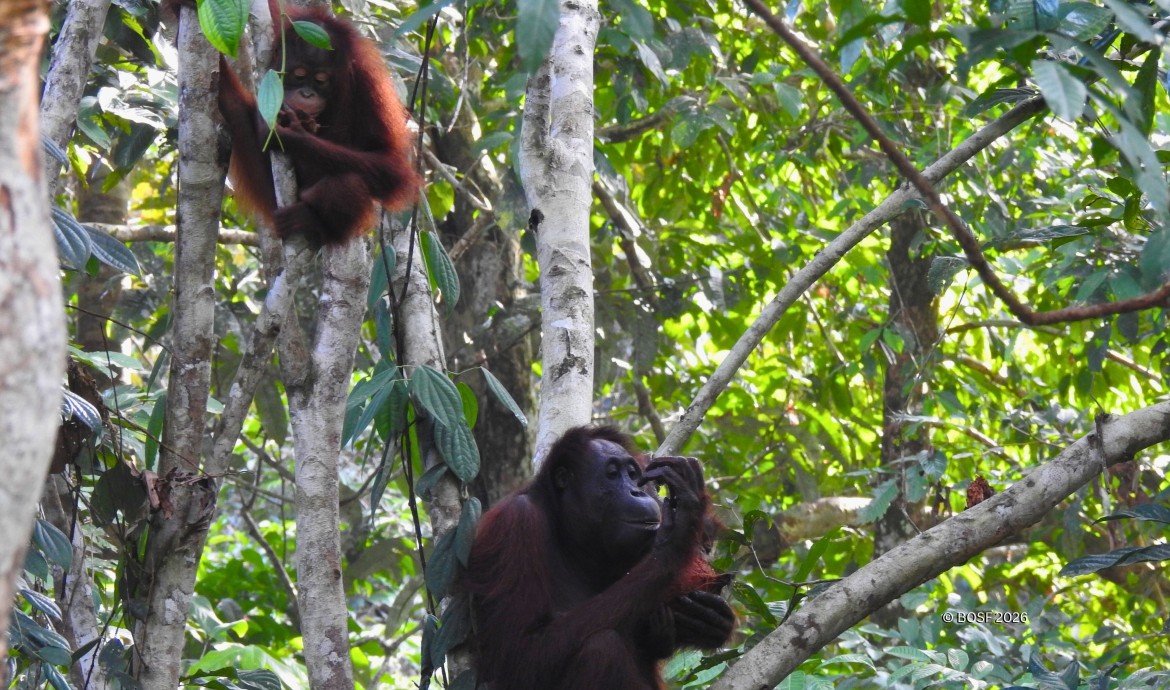 BOSF Indie in Batikap Forest