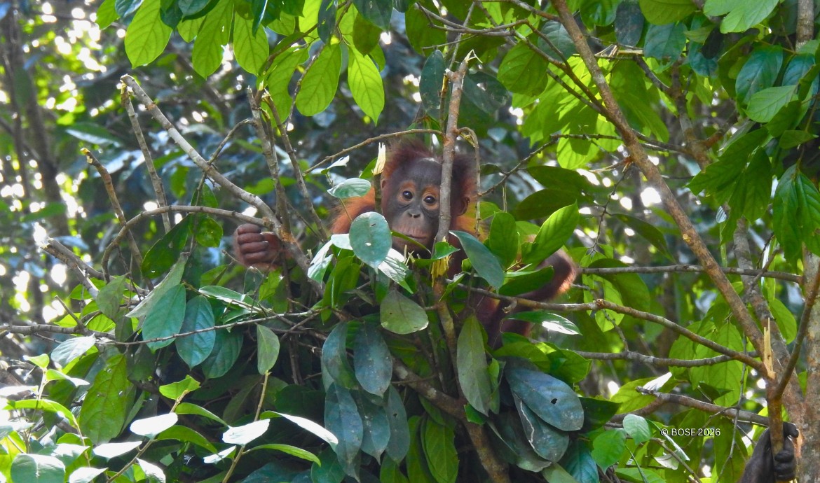 BOSF Indie in Batikap Forest