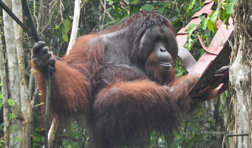Jujun and Vera move to a sanctuary island at BOS Samboja Lestari.