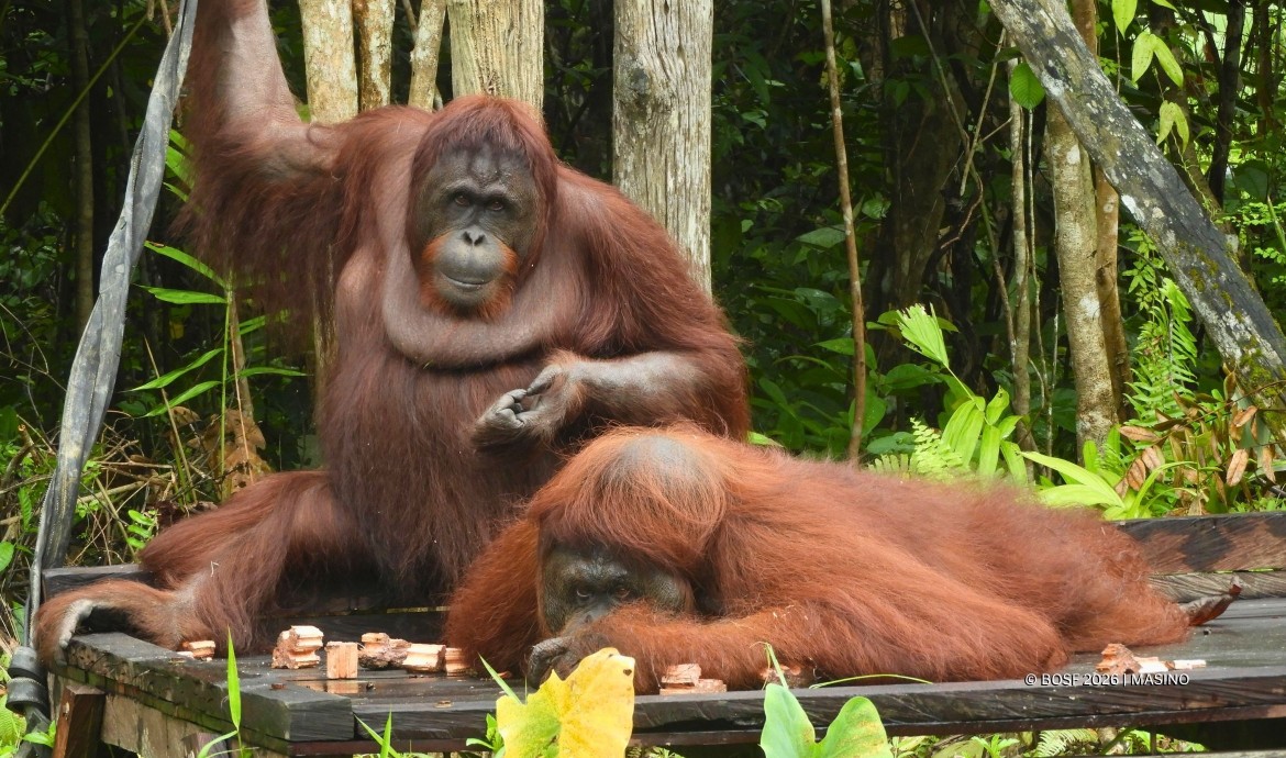 Jujun and Vera move to a sanctuary island at BOS Samboja Lestari.