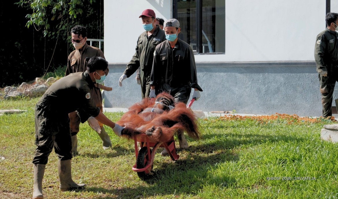 Jujun and Vera move to a sanctuary island at BOS Samboja Lestari.