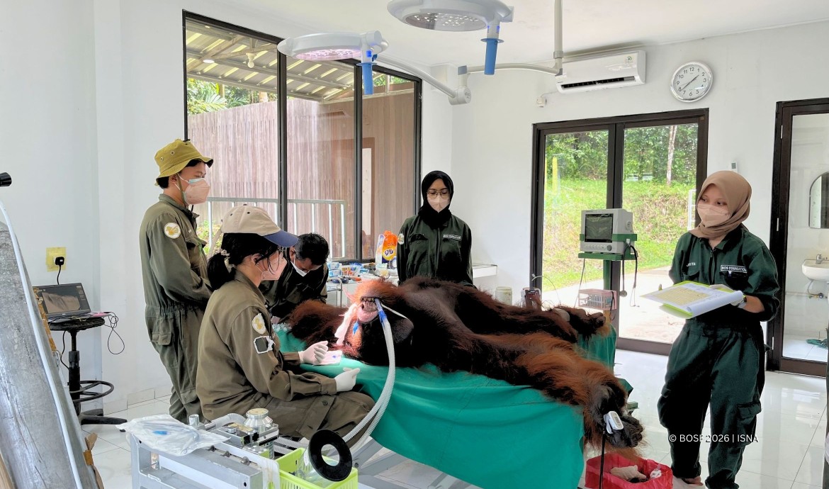 Jujun and Vera move to a sanctuary island at BOS Samboja Lestari.
