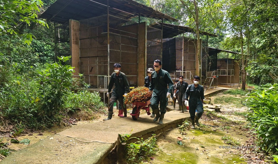 Jujun and Vera move to a sanctuary island at BOS Samboja Lestari.