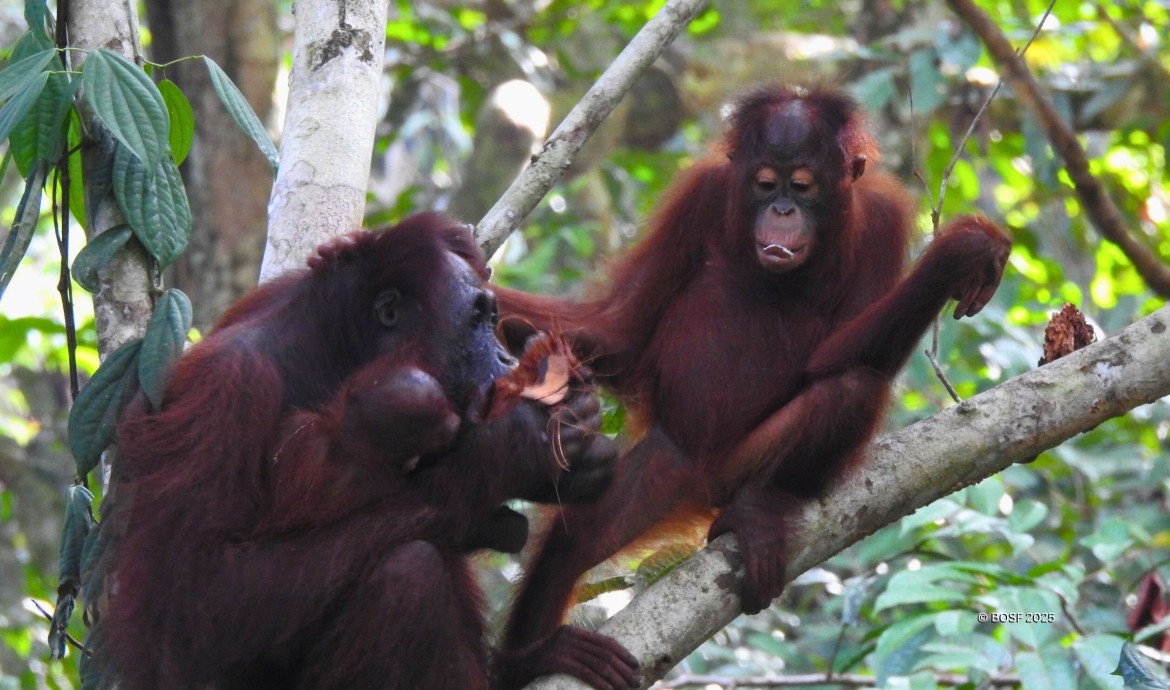 Orangutans Inung, Indie and Indro