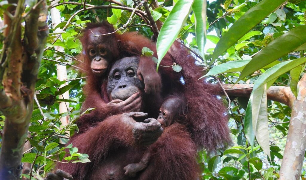 Orangutans Inung, Indie and Indro