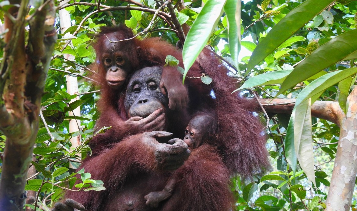 Orangutans Inung, Indie and Indro