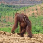 CAN Rescued Mama Orangutan and Twins