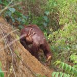CAN Rescued Mama Orangutan and Twins