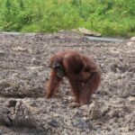 CAN Rescued Mama Orangutan and Twins