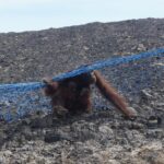 CAN Rescued Mama Orangutan and Twins