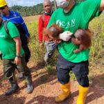 CAN Rescued Mama Orangutan and Twins