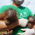CAN Rescued Mama Orangutan and Twins