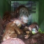 CAN Rescued Mama Orangutan and Twins
