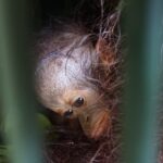 CAN Rescued Mama Orangutan and Twins
