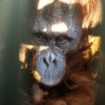 CAN Rescued Mama Orangutan and Twins