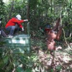 CAN Rescued Mama Orangutan and Twins