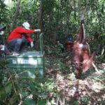 CAN Rescued Mama Orangutan and Twins