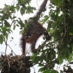CAN Rescued Mama Orangutan and Twins