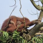 CAN Rescued Mama Orangutan and Twins