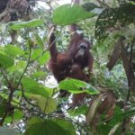 CAN Rescued Mama Orangutan and Twins