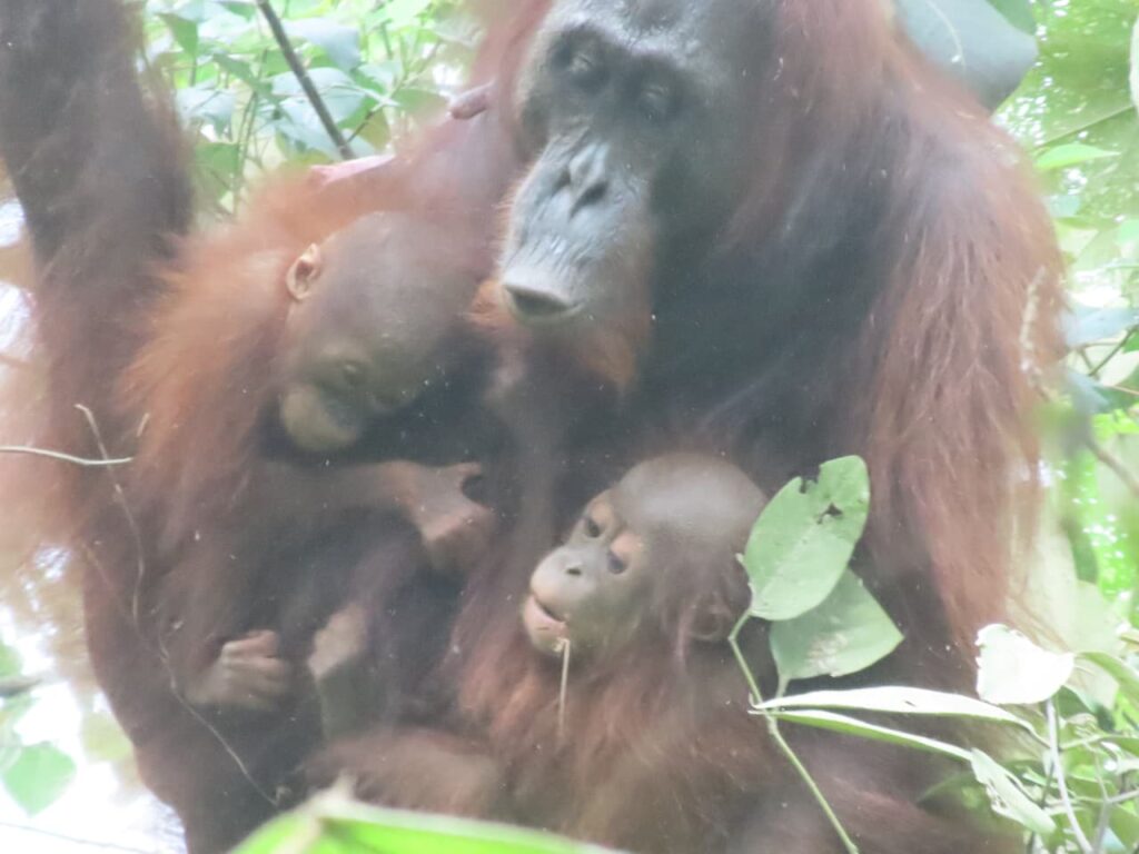CAN Rescued Mama Orangutan and Twins