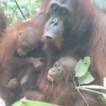 CAN Rescued Mama Orangutan and Twins