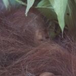 CAN Rescued Mama Orangutan and Twins