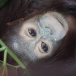 CAN Rescued Mama Orangutan and Twins
