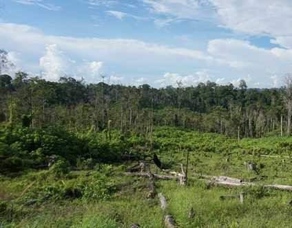 CAN Landscape Restoration