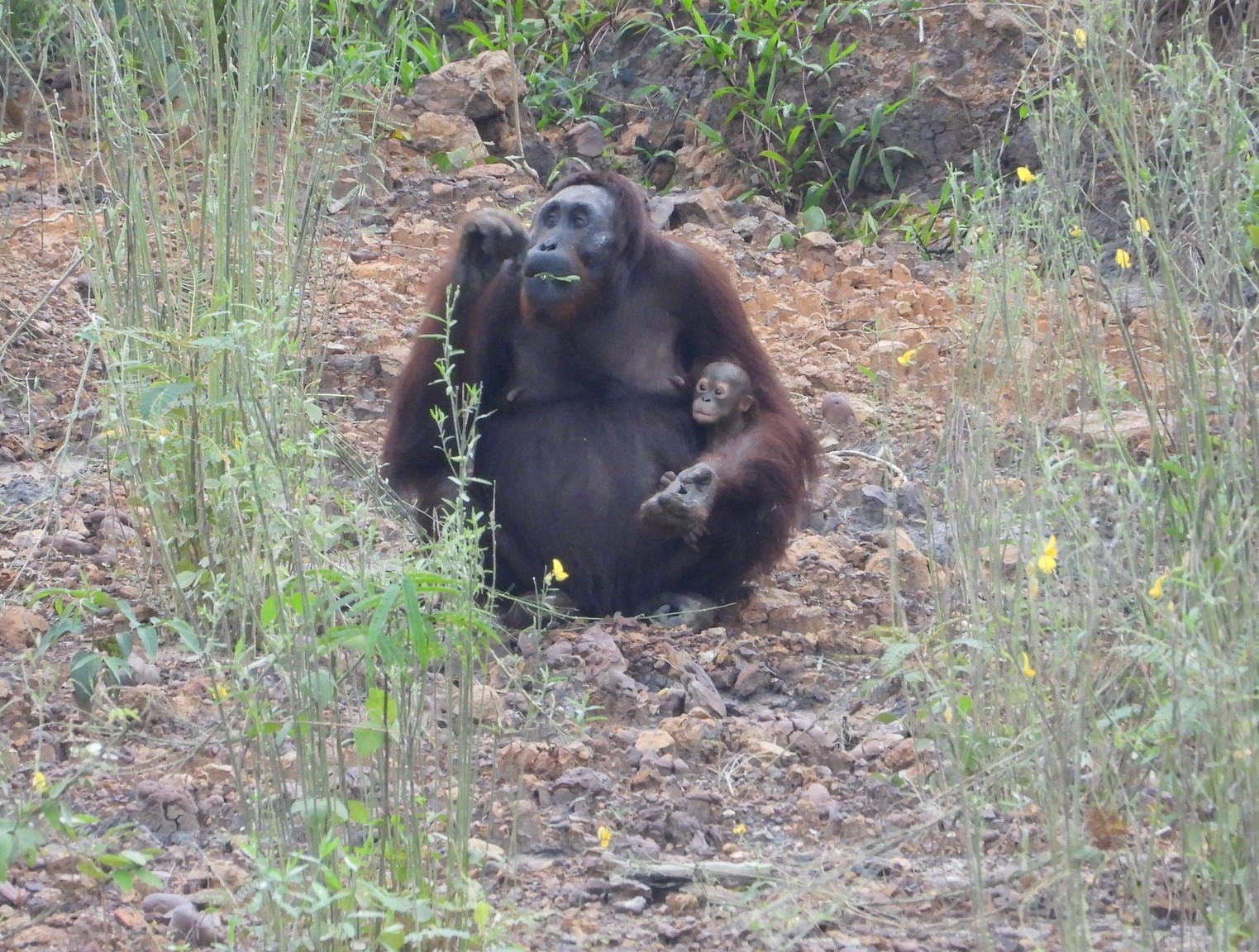 CAN Orangutan Rescues
