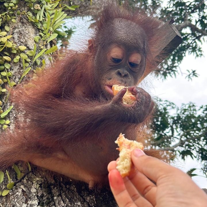 Rescued Baby Panji