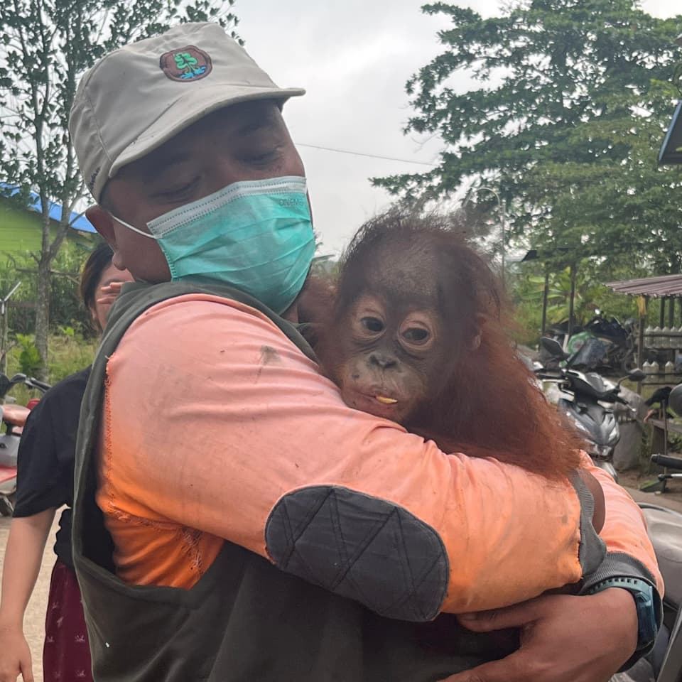 Rescued Baby Panji