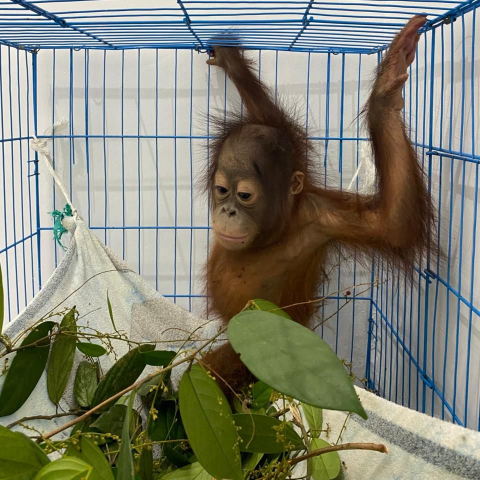 Rescued Baby Panji
