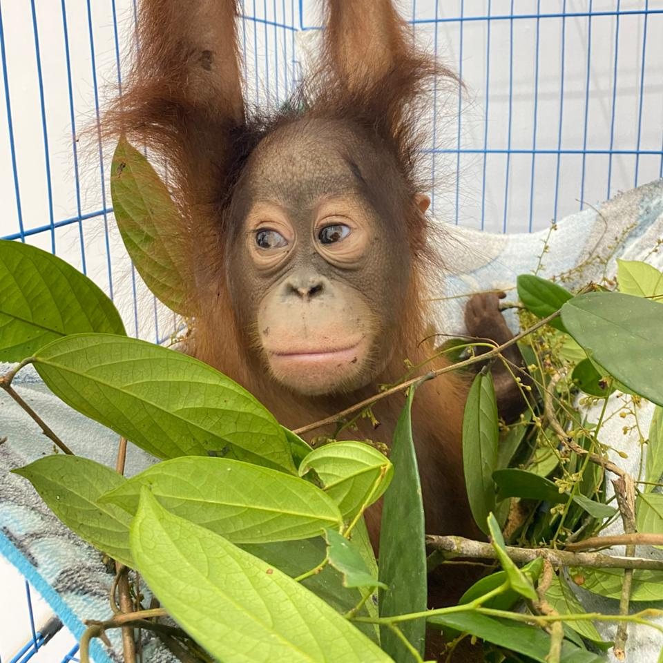 Rescued Baby Panji