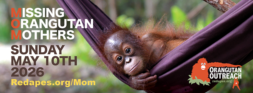 MOM Missing Orangutan Mothers 2026 Campaign Banner