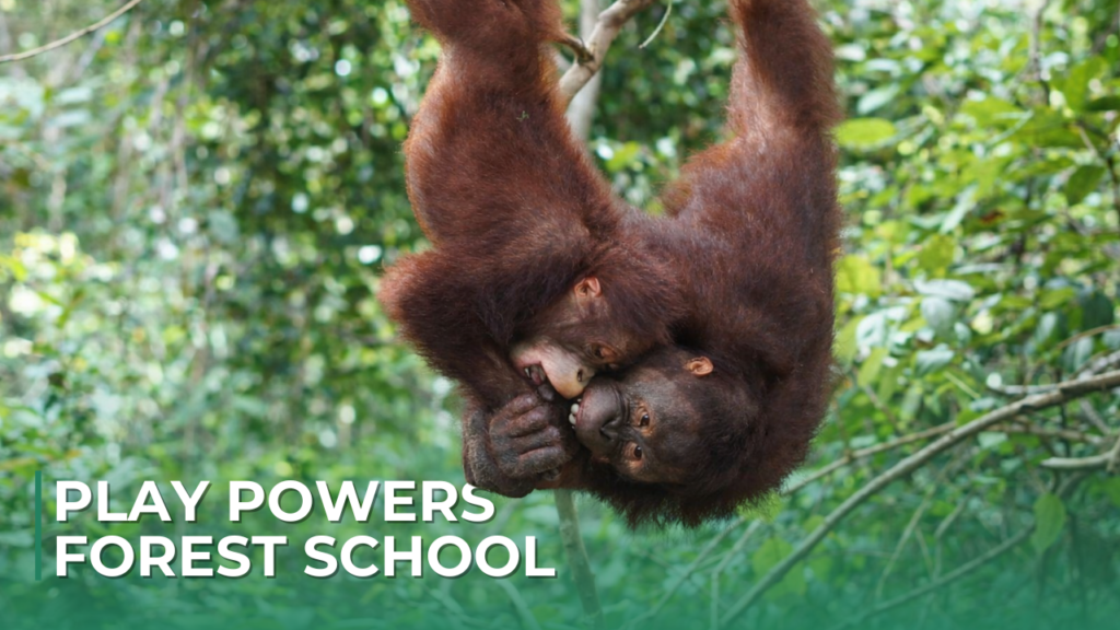 Play Powers Forest School