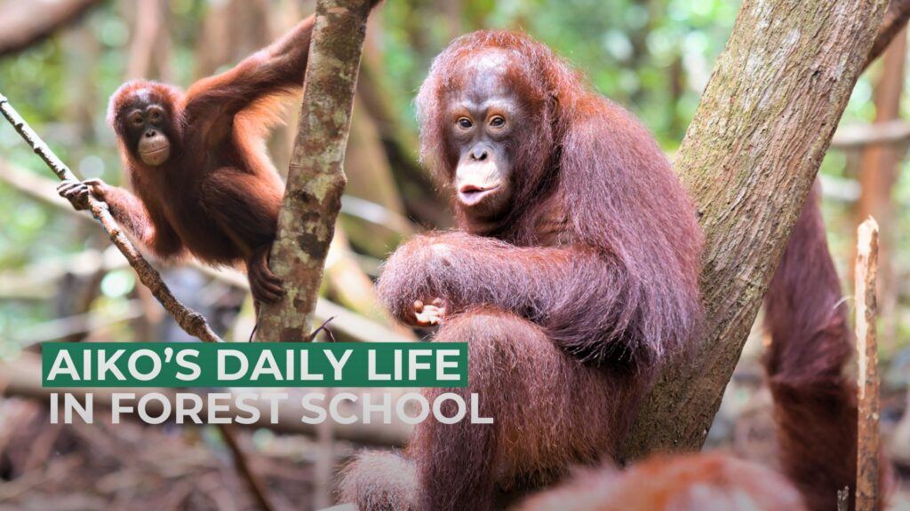 Aiko's Daily Life in Forest School