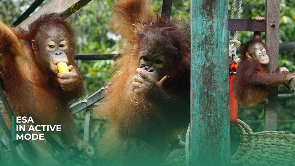 Video: Baby Esa in Active Mode