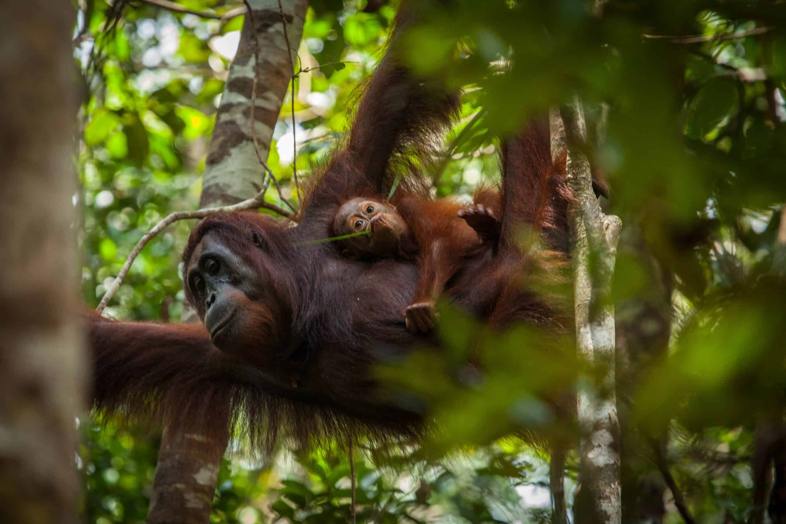 Gracia and Gara the orangutans in Sebangau