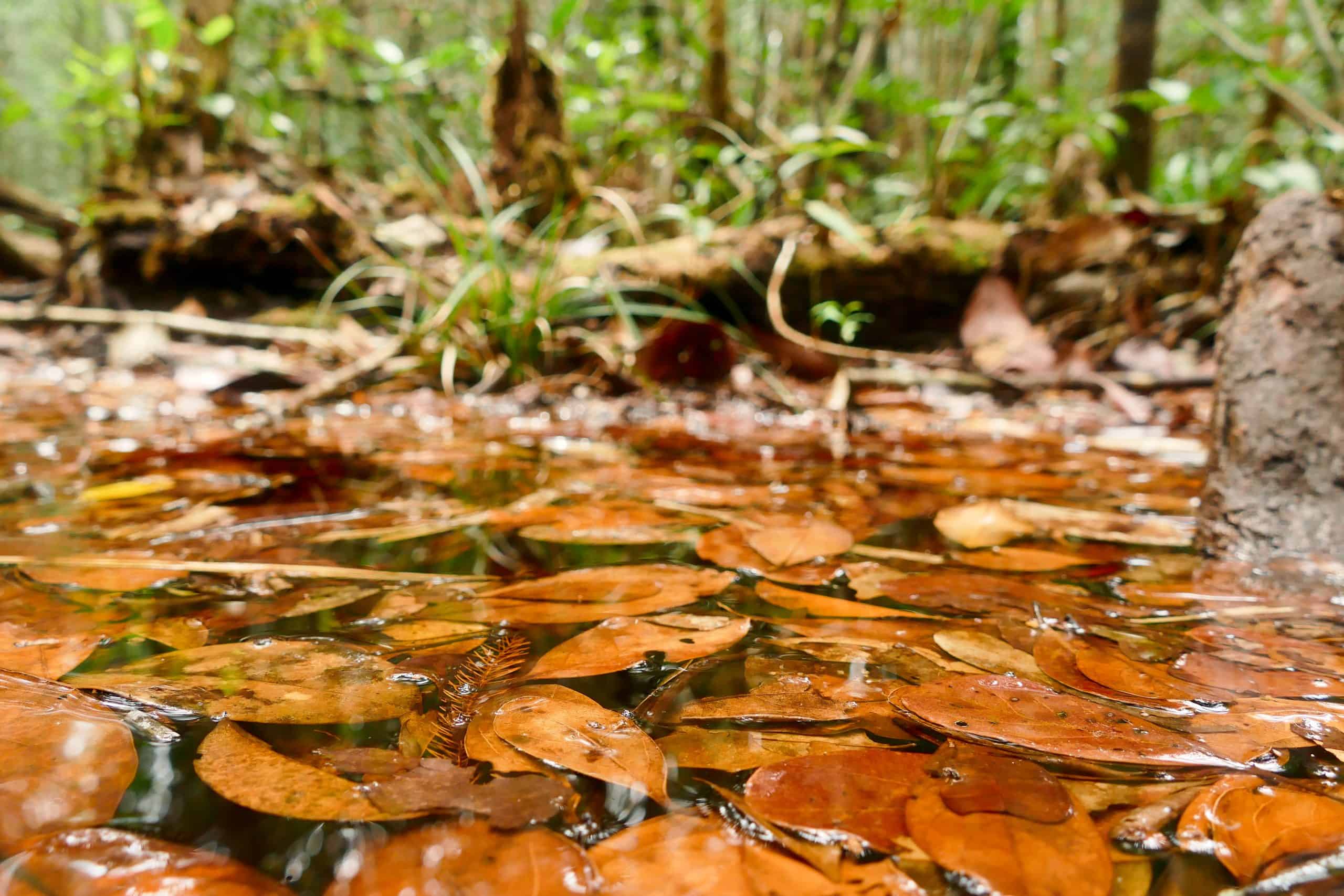 Peat Swamp Forest