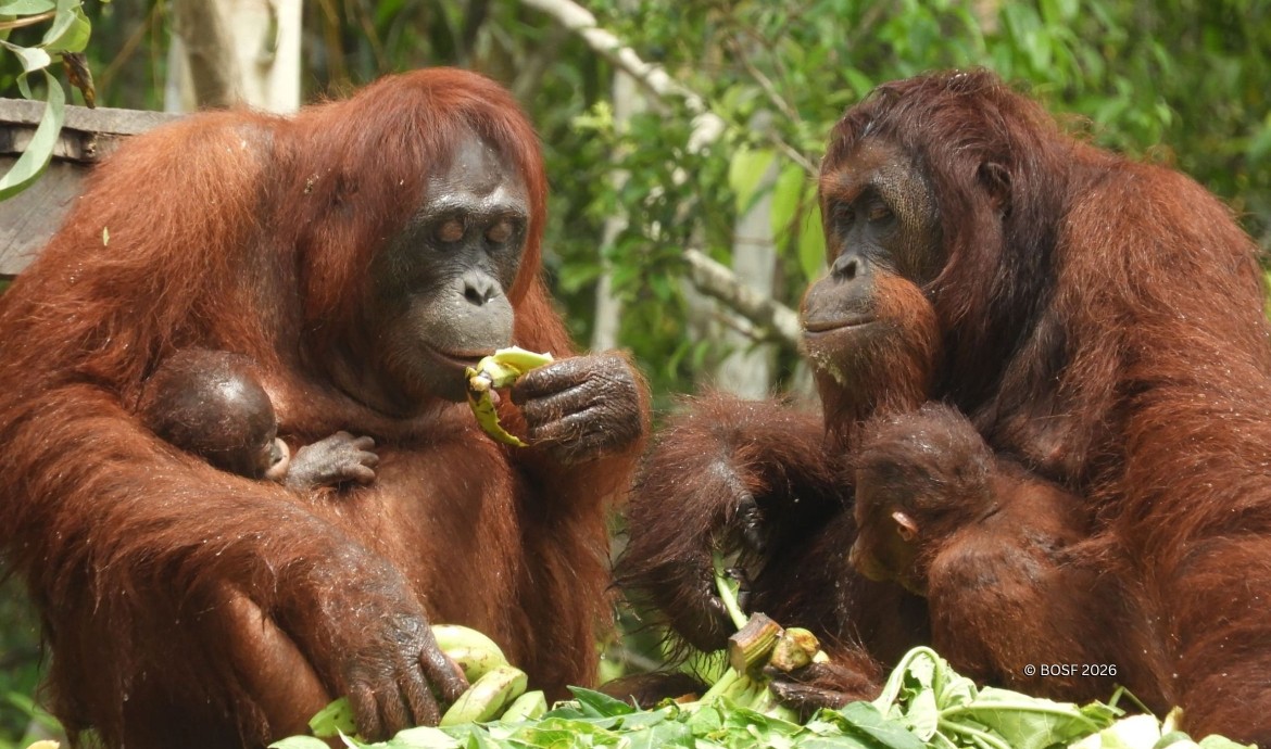 Red Ape Rendezvous