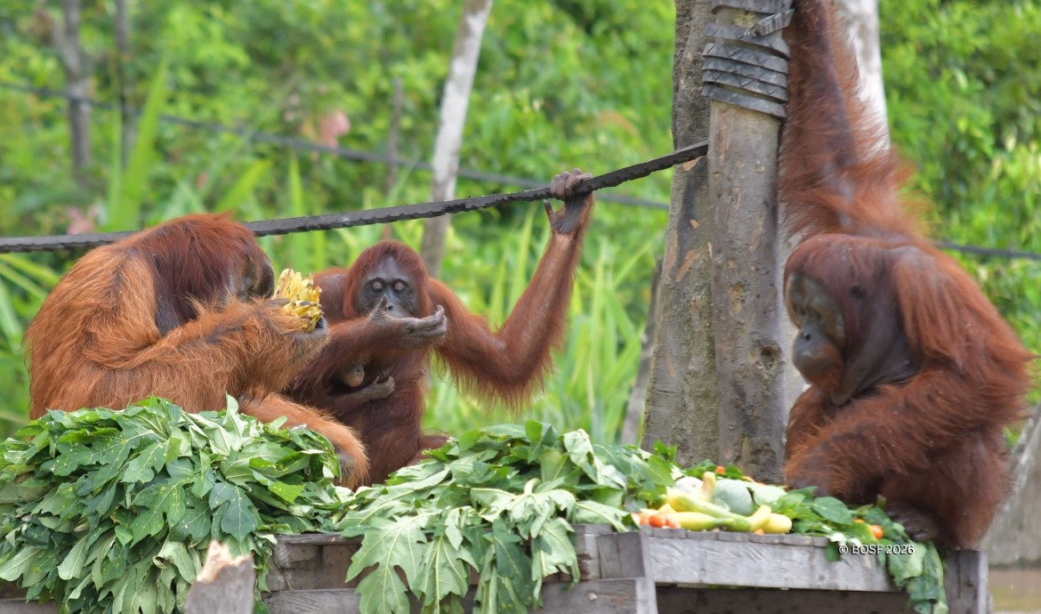 Red Ape Rendezvous